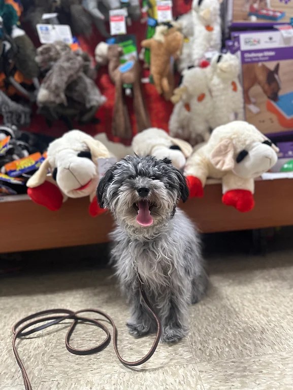 A happy dog sitting and smiling in a public store in front of a shelf of dog toys while undergoing dog training in Charlotte North Carolina