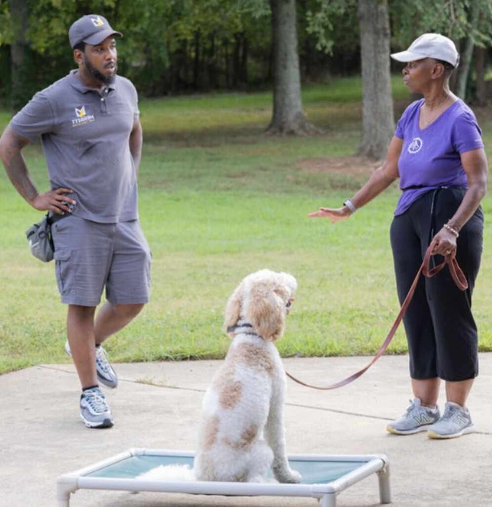 Poodle puppy practicing the place command with Kenneth Merritt and its owner at a in home Puppy Training session in a backyard on a sunny day in Charlotte North Carolina.