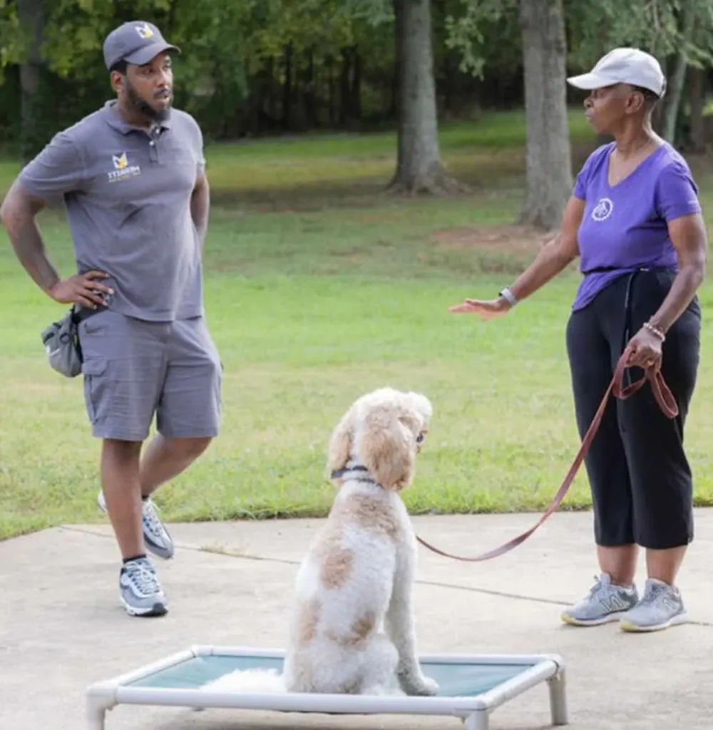 Poodle puppy and its owner experiencing the best puppy training Charlotte NC has to offer with Merritt Dog Training.