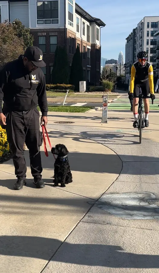 walking a dog on a sidewalk